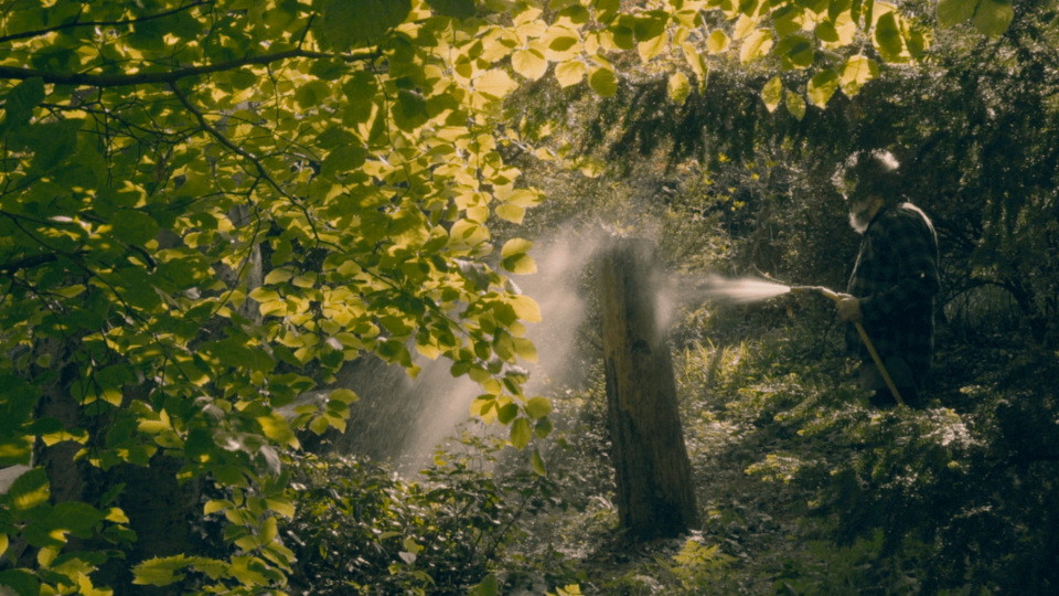 The Silence Of The Banana Trees.jpeg