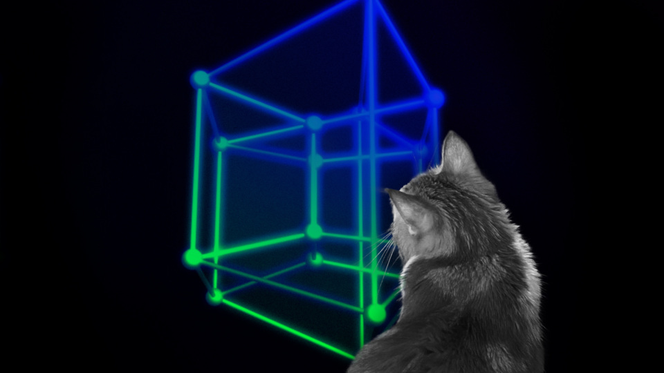 Cartarescu Gatto.jpg