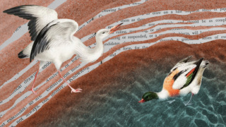 Graziosi Romanzo Chi Sei Paperacicogna.jpg